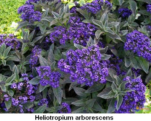 Heliotropium arborescens.jpg
